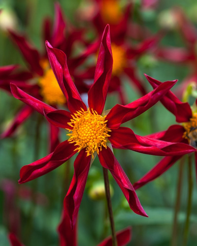 DÁLIA (GEORGÍNA) HONKA RED - 10 ks